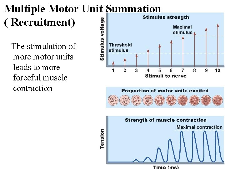 Multiple Motor Unit Summation ( Recruitment) The stimulation of more motor units leads to