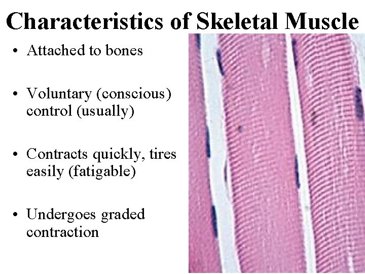 Characteristics of Skeletal Muscle • Attached to bones • Voluntary (conscious) control (usually) •