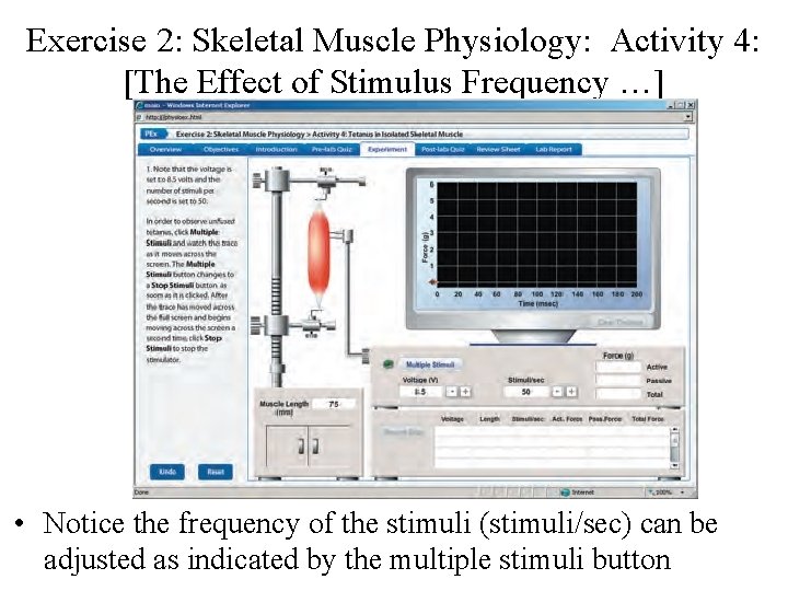 Exercise 2: Skeletal Muscle Physiology: Activity 4: [The Effect of Stimulus Frequency …] •