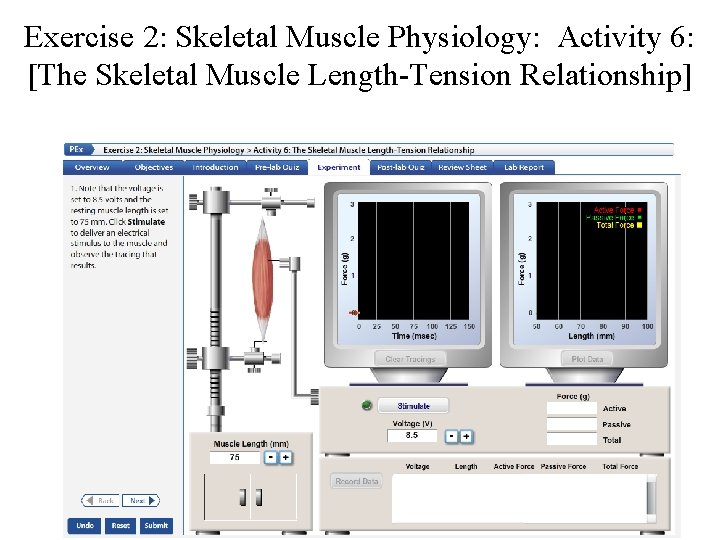 Exercise 2: Skeletal Muscle Physiology: Activity 6: [The Skeletal Muscle Length-Tension Relationship] 