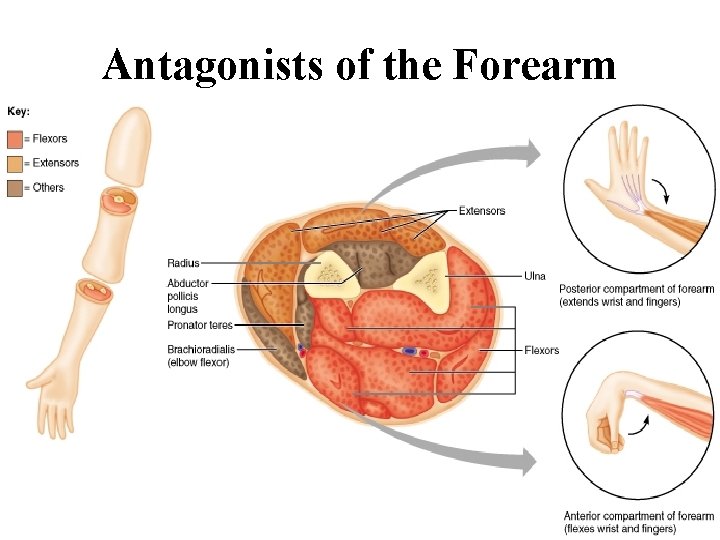 Antagonists of the Forearm 