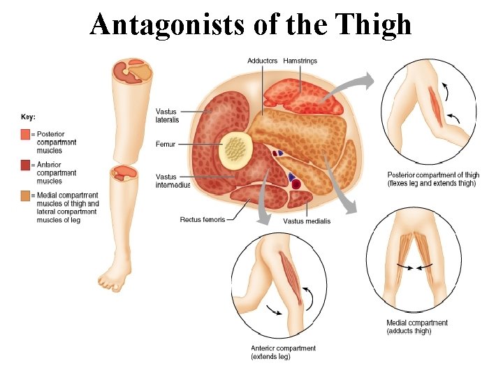 Antagonists of the Thigh 