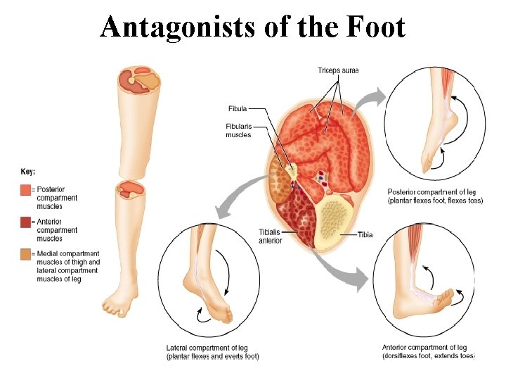 Antagonists of the Foot Antagonists of the Foot