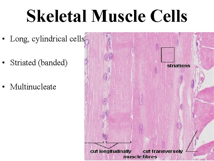 Skeletal Muscle Cells • Long, cylindrical cells • Striated (banded) • Multinucleate 