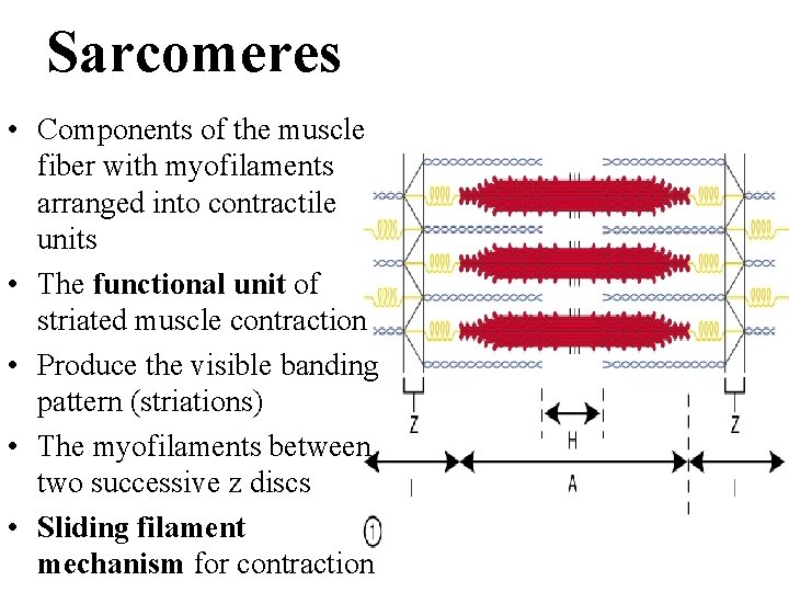 Sarcomeres • Components of the muscle fiber with myofilaments arranged into contractile units •