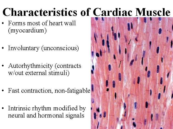 Characteristics of Cardiac Muscle • Forms most of heart wall (myocardium) • Involuntary (unconscious)
