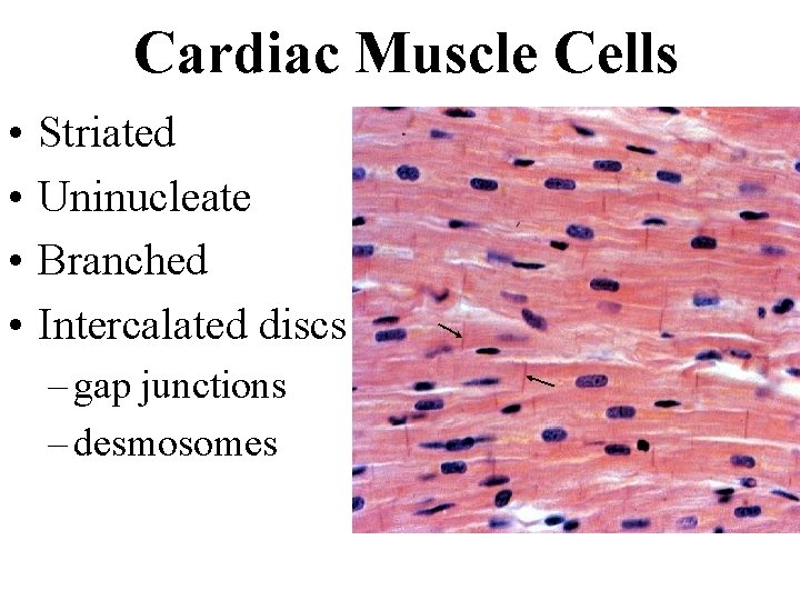 Cardiac Muscle Cells • • Striated Uninucleate Branched Intercalated discs – gap junctions –