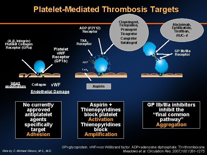 Platelet-Mediated Thrombosis Targets ADP (P 2 Y 12) Receptor TXA 2 Receptor (Α 2β
