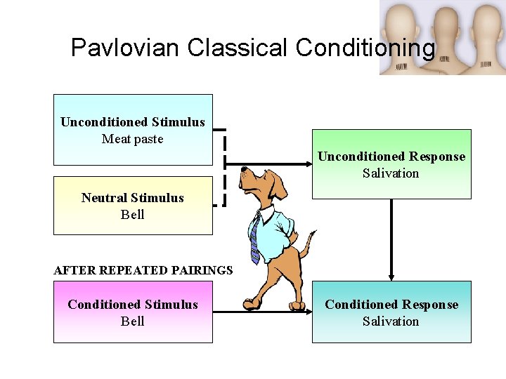 Pavlovian Classical Conditioning Unconditioned Stimulus Meat paste Unconditioned Response Salivation Neutral Stimulus Bell AFTER Pavlovian Classical Conditioning Unconditioned Stimulus Meat paste Unconditioned Response Salivation Neutral Stimulus Bell AFTER