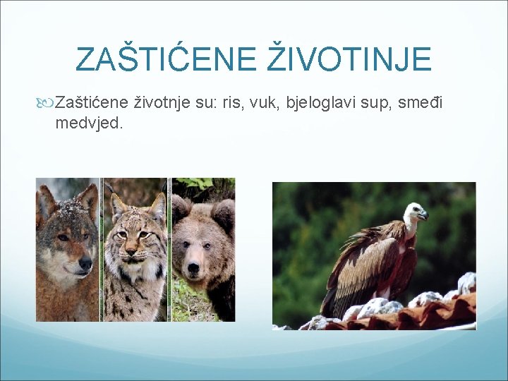 ZAŠTIĆENE ŽIVOTINJE Zaštićene životnje su: ris, vuk, bjeloglavi sup, smeđi medvjed. 