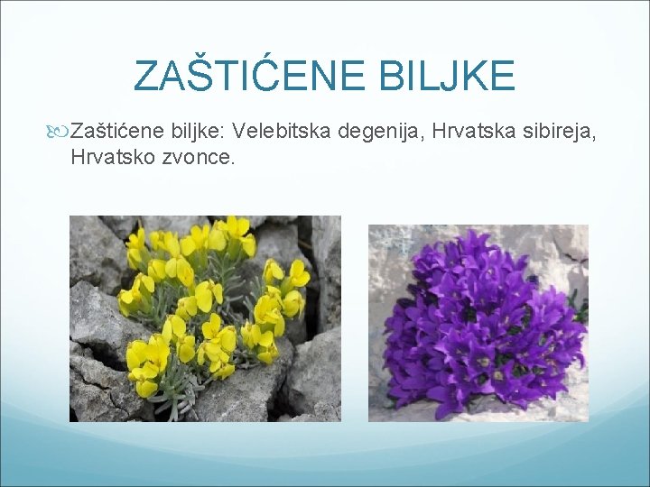 ZAŠTIĆENE BILJKE Zaštićene biljke: Velebitska degenija, Hrvatska sibireja, Hrvatsko zvonce. 