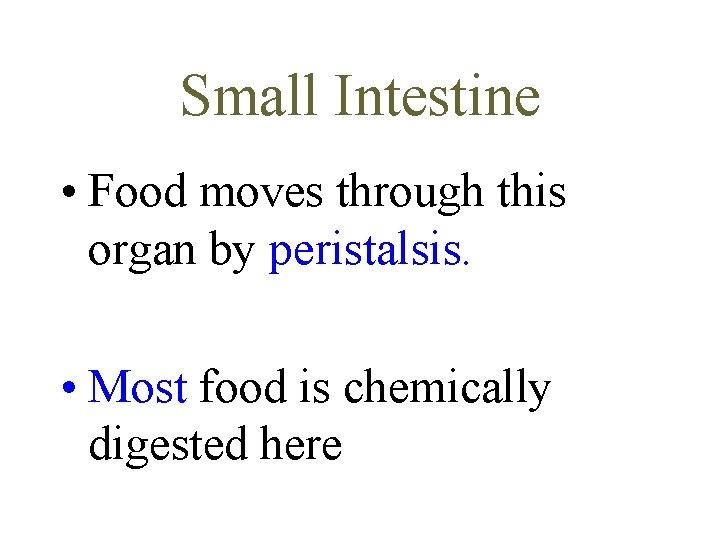 Small Intestine • Food moves through this organ by peristalsis. • Most food is