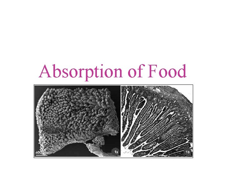 Absorption of Food 