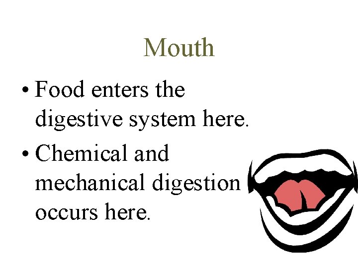 Mouth • Food enters the digestive system here. • Chemical and mechanical digestion occurs