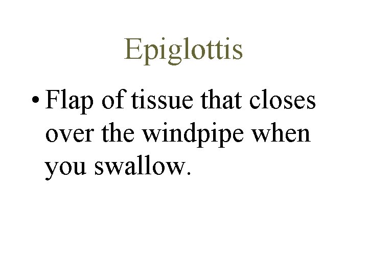 Epiglottis • Flap of tissue that closes over the windpipe when you swallow. 