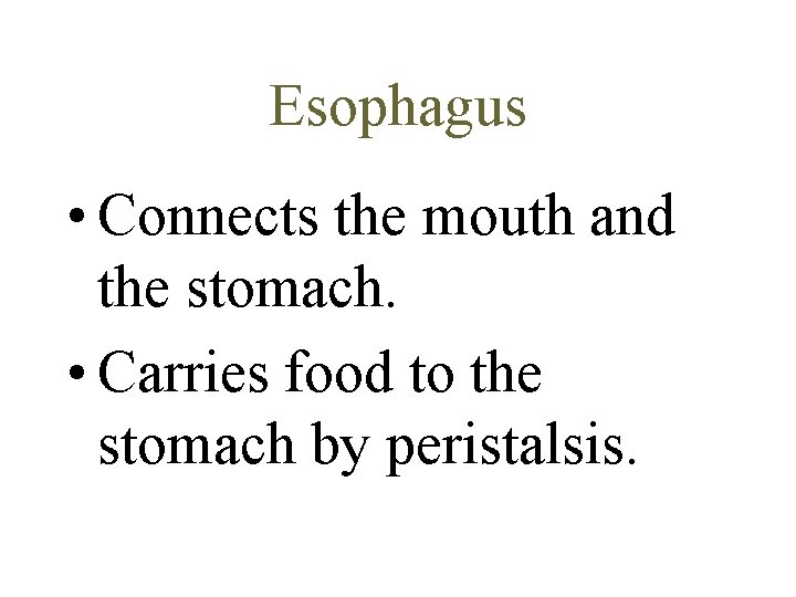Esophagus • Connects the mouth and the stomach. • Carries food to the stomach