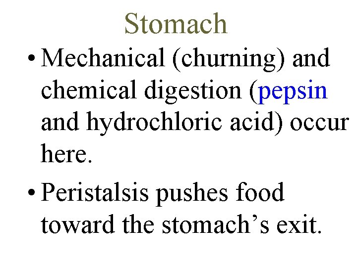 Stomach • Mechanical (churning) and chemical digestion (pepsin and hydrochloric acid) occur here. •