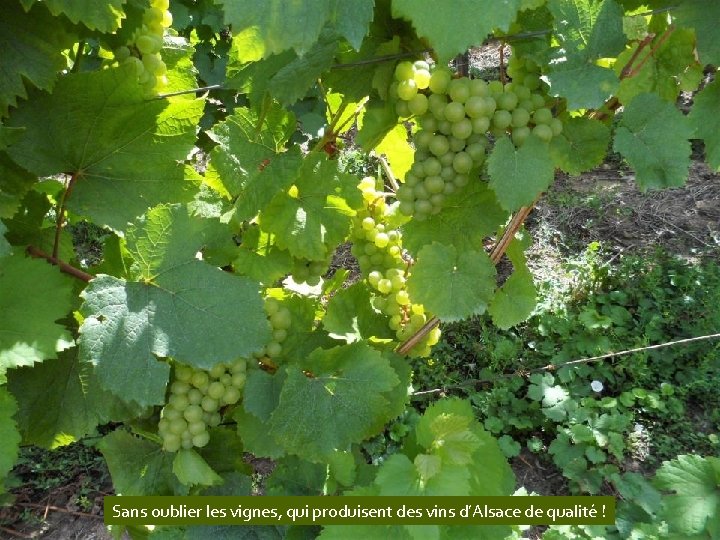 Sans oublier les vignes, qui produisent des vins d’Alsace de qualité ! 