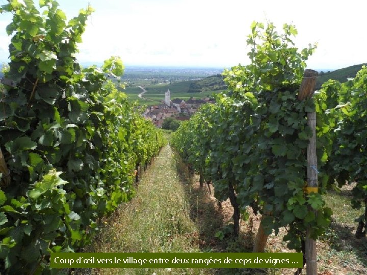 Coup d’œil vers le village entre deux rangées de ceps de vignes … 