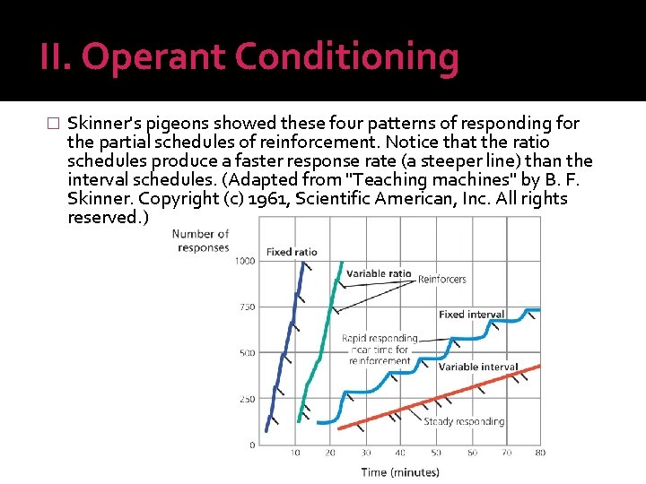 II. Operant Conditioning � Skinner's pigeons showed these four patterns of responding for the