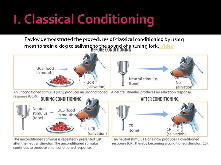 I. Classical Conditioning Pavlov demonstrated the procedures of classical conditioning by using meat to