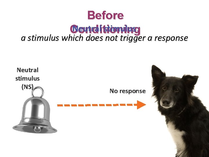 Before Neutral stimulus: Conditioning a stimulus which does not trigger a response Neutral stimulus