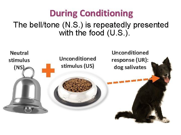 During Conditioning The bell/tone (N. S. ) is repeatedly presented with the food (U.