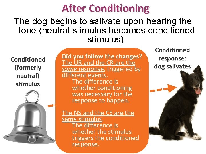 After Conditioning The dog begins to salivate upon hearing the tone (neutral stimulus becomes