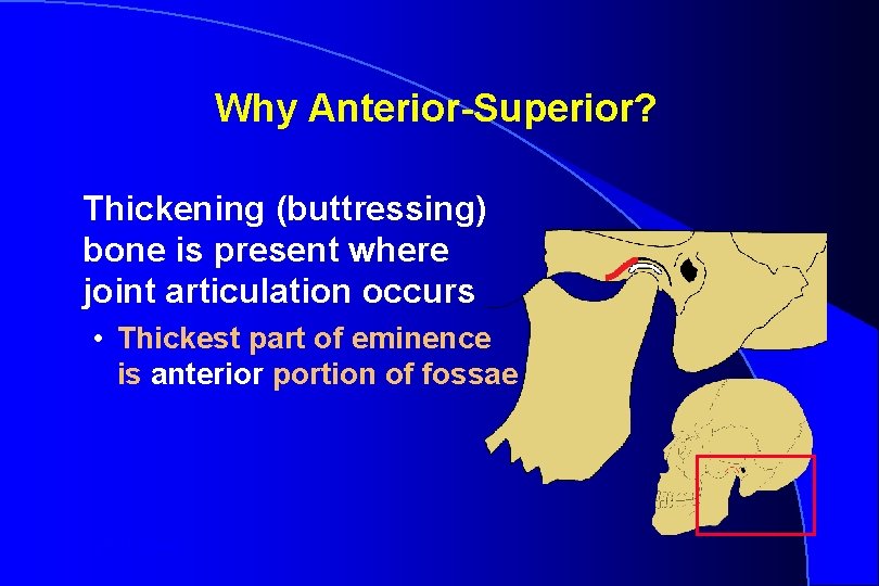 Why Anterior-Superior? Thickening (buttressing) bone is present where joint articulation occurs • Thickest part