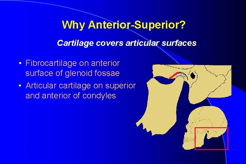 Why Anterior-Superior? Cartilage covers articular surfaces • Fibrocartilage on anterior surface of glenoid fossae