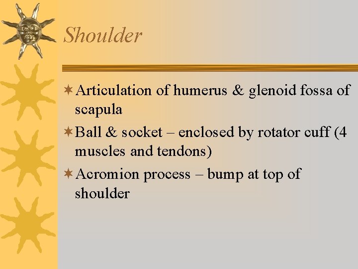 Shoulder ¬Articulation of humerus & glenoid fossa of scapula ¬Ball & socket – enclosed Shoulder ¬Articulation of humerus & glenoid fossa of scapula ¬Ball & socket – enclosed