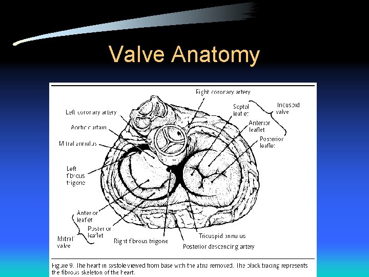 Valve Anatomy 