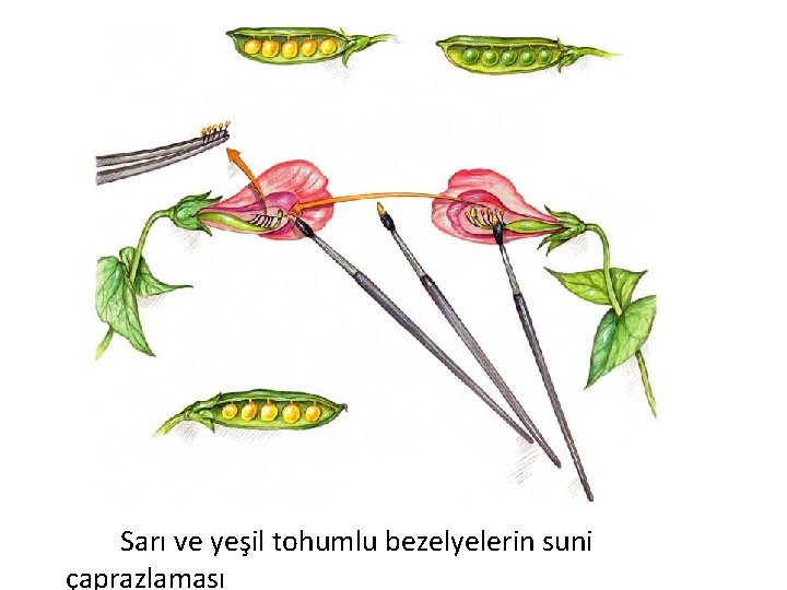 Sarı ve yeşil tohumlu bezelyelerin suni çaprazlaması 