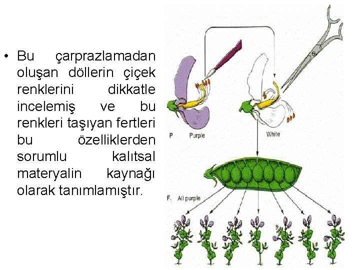  • Bu çarprazlamadan oluşan döllerin çiçek renklerini dikkatle incelemiş ve bu renkleri taşıyan