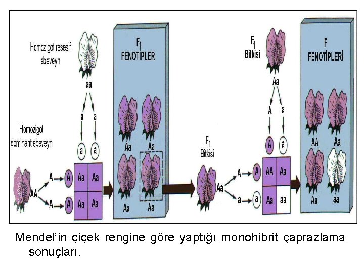 Mendel’in çiçek rengine göre yaptığı monohibrit çaprazlama sonuçları. 