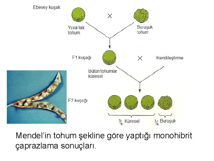 Mendel’in tohum şekline göre yaptığı monohibrit çaprazlama sonuçları. 