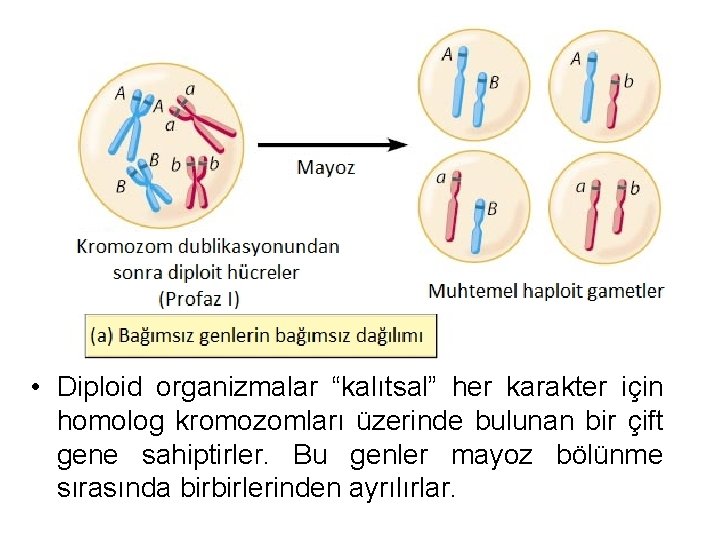  • Diploid organizmalar “kalıtsal” her karakter için homolog kromozomları üzerinde bulunan bir çift