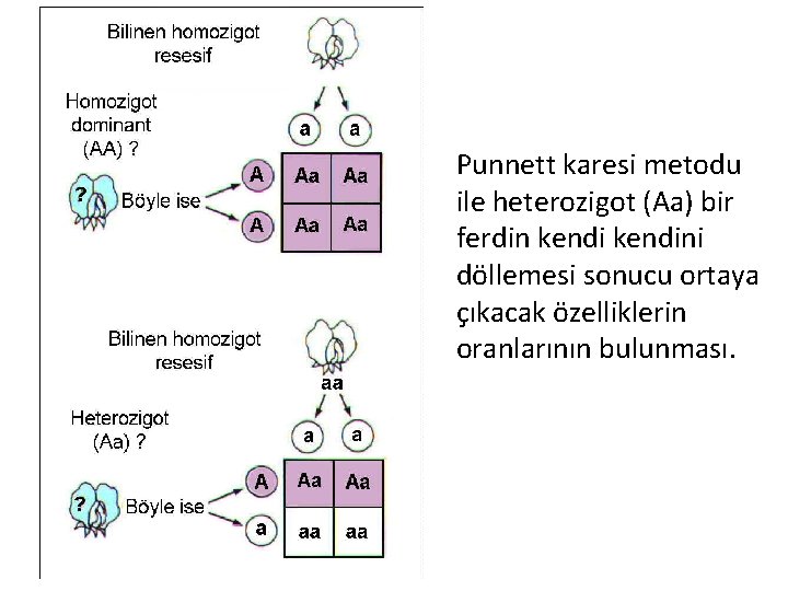 Punnett karesi metodu ile heterozigot (Aa) bir ferdin kendini döllemesi sonucu ortaya çıkacak özelliklerin