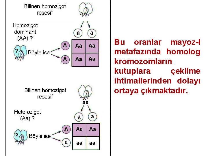 Bu oranlar mayoz-I metafazında homolog kromozomların kutuplara çekilme ihtimallerinden dolayı ortaya çıkmaktadır. 