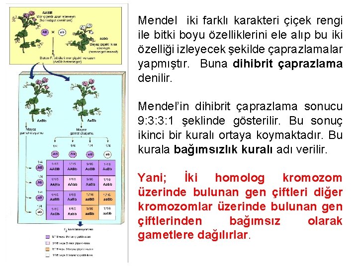 Mendel iki farklı karakteri çiçek rengi ile bitki boyu özelliklerini ele alıp bu iki