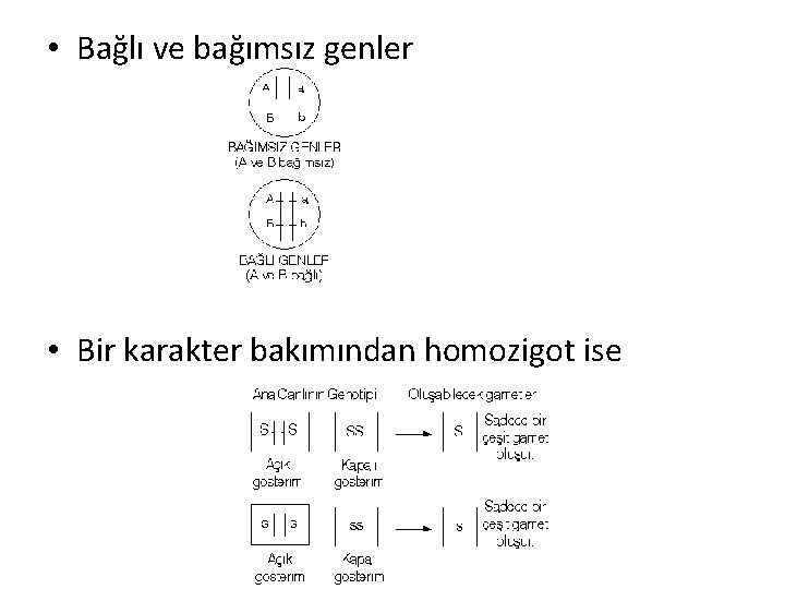  • Bağlı ve bağımsız genler • Bir karakter bakımından homozigot ise 