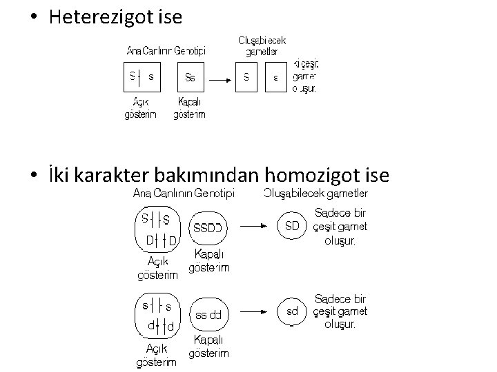  • Heterezigot ise • İki karakter bakımından homozigot ise 