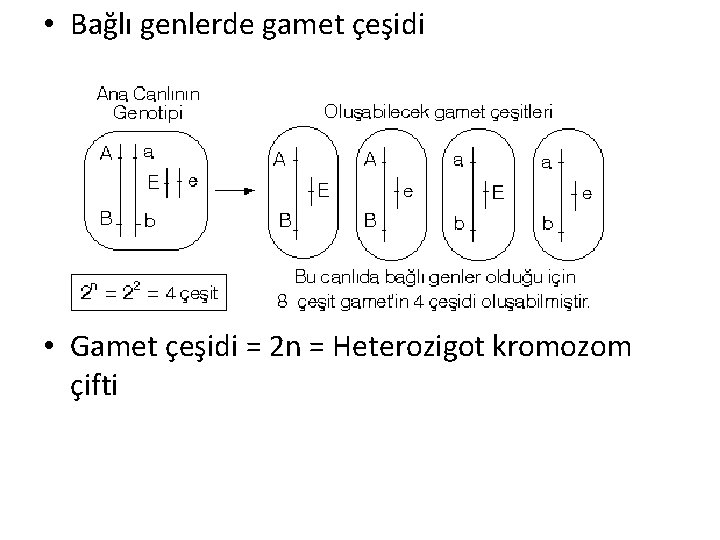  • Bağlı genlerde gamet çeşidi • Gamet çeşidi = 2 n = Heterozigot