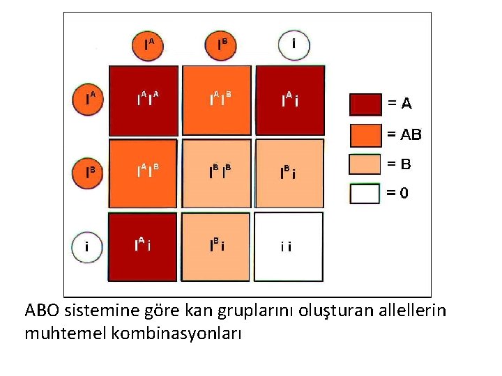  ABO sistemine göre kan gruplarını oluşturan allellerin muhtemel kombinasyonları 