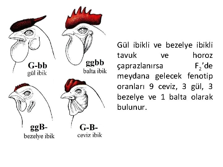 Gül ibikli ve bezelye ibikli tavuk ve horoz çaprazlanırsa F 2’de meydana gelecek fenotip