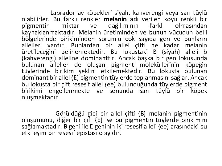 Labrador av köpekleri siyah, kahverengi veya sarı tüylü olabilirler. Bu farklı renkler melanin adı