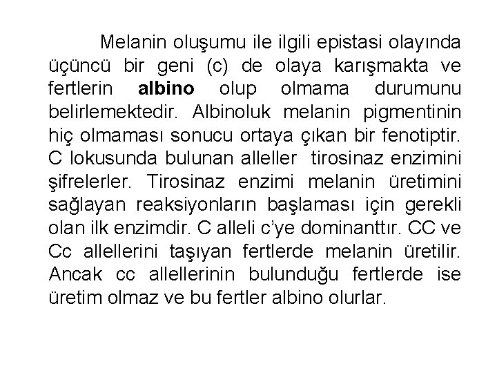 Melanin oluşumu ile ilgili epistasi olayında üçüncü bir geni (c) de olaya karışmakta ve