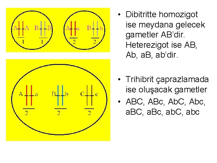  • Dibitritte homozigot ise meydana gelecek gametler AB’dir. Heterezigot ise AB, Ab, a.