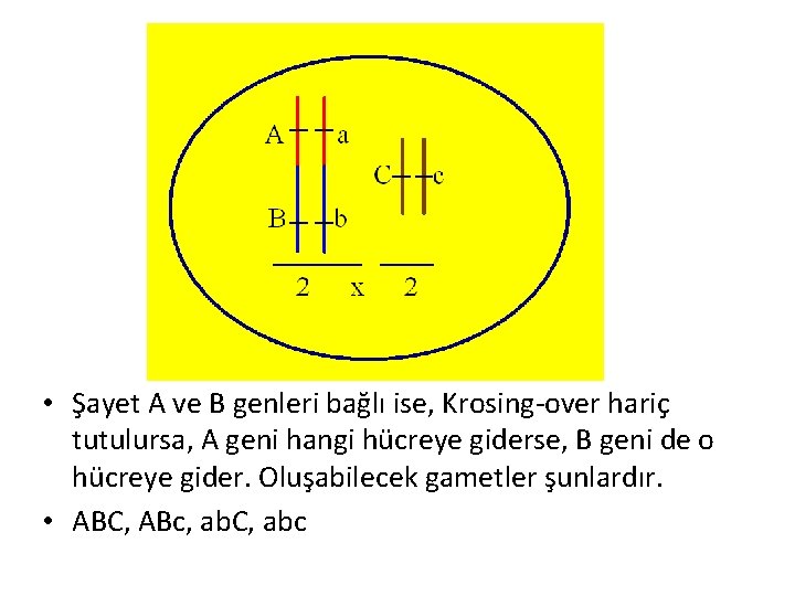  • Şayet A ve B genleri bağlı ise, Krosing-over hariç tutulursa, A geni