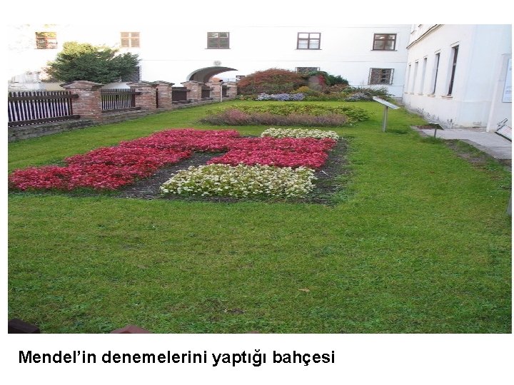 Mendel’in denemelerini yaptığı bahçesi 